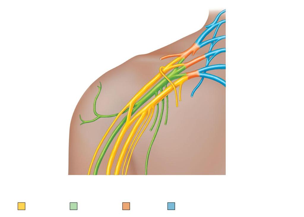 Roots (ventral rami): Cords Posterior divisions Lateral Posterior Medial Axillary Musculocutaneous Radial Median Ulnar Dorsal scapular Nerve to subclavius Suprascapular (a) Roots (rami C 5 T 1 ),
