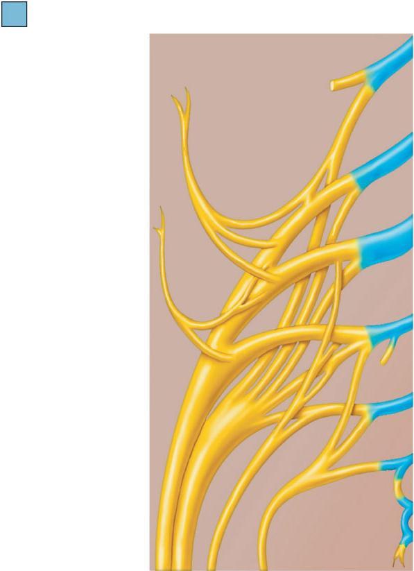 Ventral rami Ventral rami: L 4 Superior gluteal Lumbosacral trunk Inferior gluteal Common fibular Tibial Posterior femoral