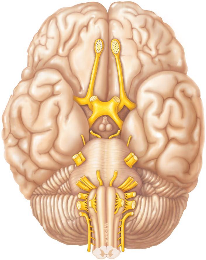 Frontal lobe Temporal lobe Infundibulum Facial nerve (VII) Vestibulocochlear nerve (VIII) Glossopharyngeal nerve (IX) Vagus nerve (X) Accessory nerve (XI) Hypoglossal nerve (XII) (a) Filaments of