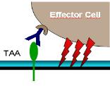 PDGFR, platelet derived growth factor receptor; PD-1, programmed cell