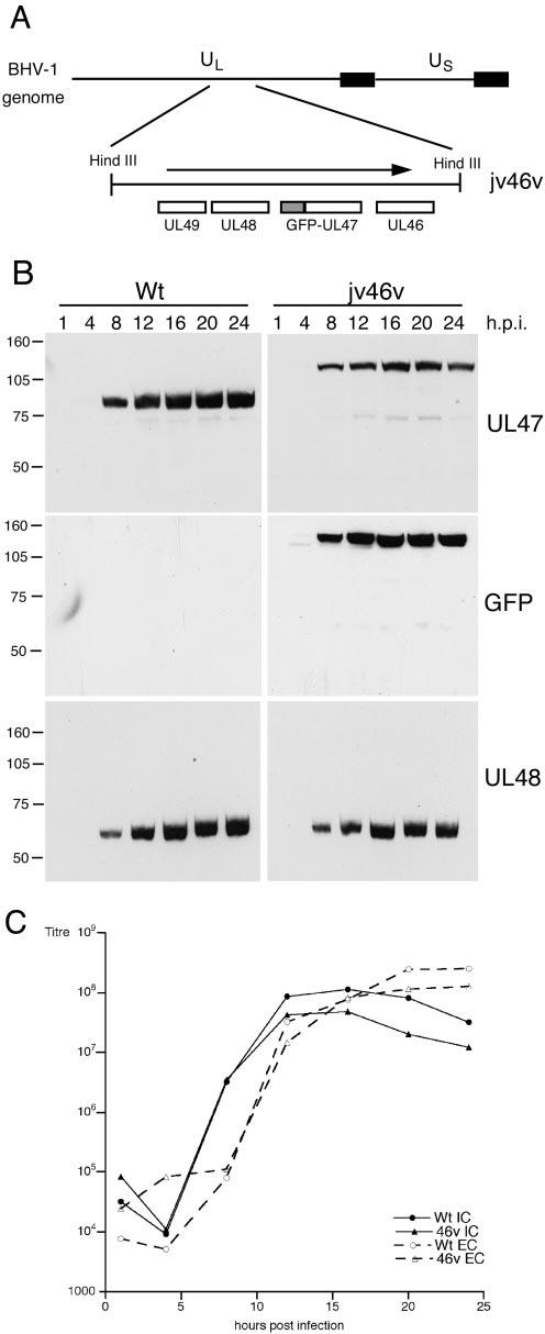 Downloaded from http://jvi.asm.org/ FIG. 2. Characterization of BHV-1 expressing GFP-UL47.