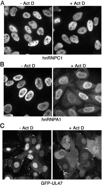 1062 NOTES J. VIROL. FIG. 4. Actinomycin D treatment inhibits the accumulation of UL47 in the nuclei of infected cells.