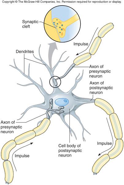 Synapses Synapse between Axon and