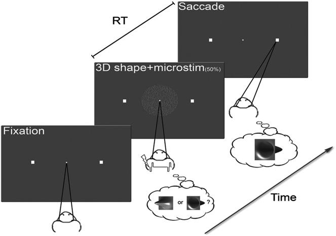 observed in 3D-structure-selective neurons (Janssen et al.