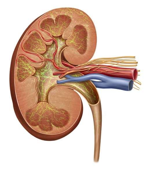 Kidney nerve anatomy Afferent