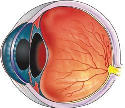 1 Anatomy of the Eyeball 1 Anatomy of the Eyeball ANATOMY Eyeball Tunics of Eyeball Segments of the Eye Blood Supply of Eyeball Blood Supply of Retina Blood Supply of Uvea Nerve Supply of Eyeball