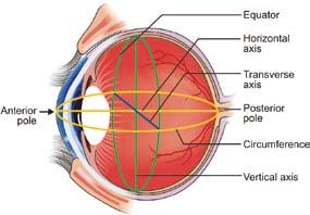2 眼科学 Ophthalmology Fig. 1.2: The poles, axes, meridians and equator of the eyeball Fig. 1.3: Horizontal section of eyeball 1.