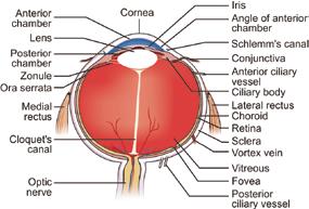 The anterior part of the sclera is covered by a mucous membrane, the conjunctiva, which is reflected over the eyelids and also adhered firmly around the periphery of the cornea, the limbus.