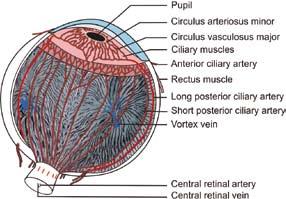 1 Anatomy of the Eyeball 3 ophthalmic artery, a branch of internal carotid artery. Given off immediately after the internal carotid artery leaves the cavernous sinus.