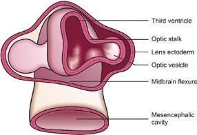 4 眼科学 Ophthalmology the long ciliary nerve or indirectly through the short ciliary nerves.
