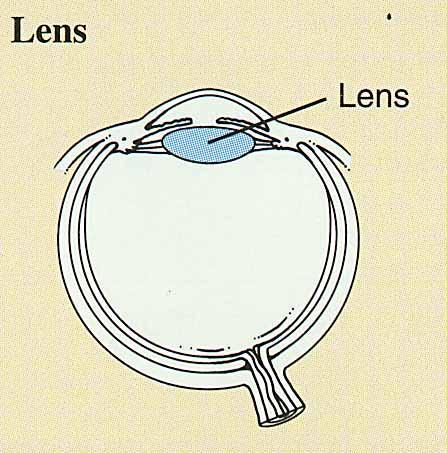 Vascular Tunic -- Description of lens Avascular Crystallin proteins arranged like layers in onion Clear capsule