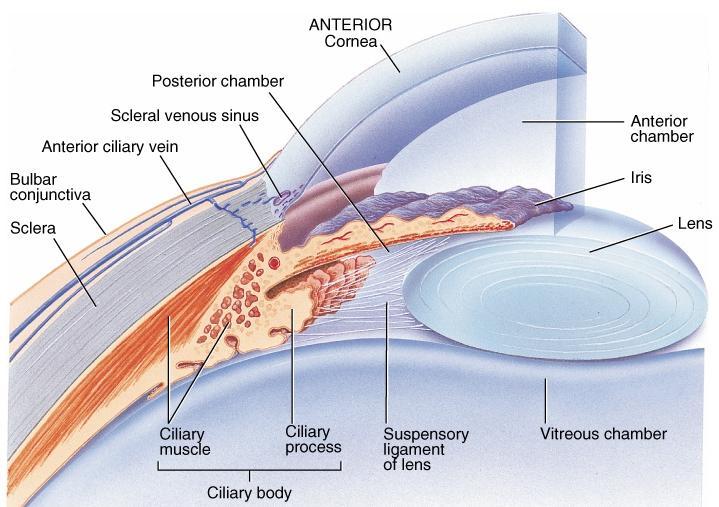 Vascular Tunic -- Suspensory ligament Suspensory ligaments attach lens