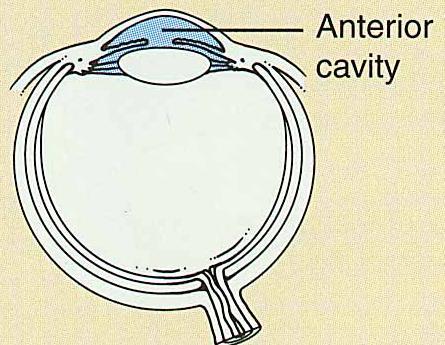 Cavities of the Interior of Eyeball Anterior cavity (anterior to lens) filled with aqueous humor produced