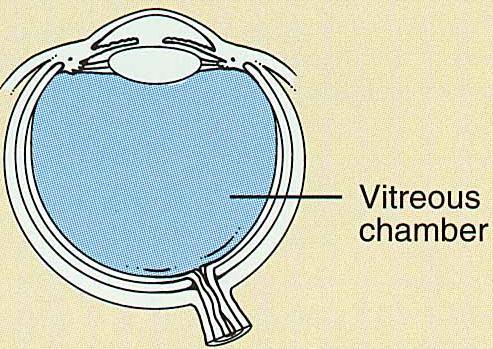 and iris posterior chamber between iris and lens Posterior cavity (posterior to lens) filled with
