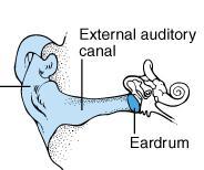 External Ear Function = collect sounds Structures auricle or pinna elastic cartilage covered with skin external auditory canal curved 1 tube of cartilage & bone leading into temporal bone ceruminous