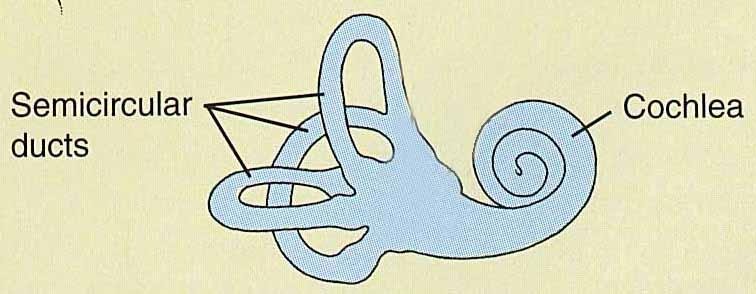 Inner Ear---Bony Labyrinth Vestibule canals ampulla Bony labyrinth = set of tubelike cavities in temporal bone