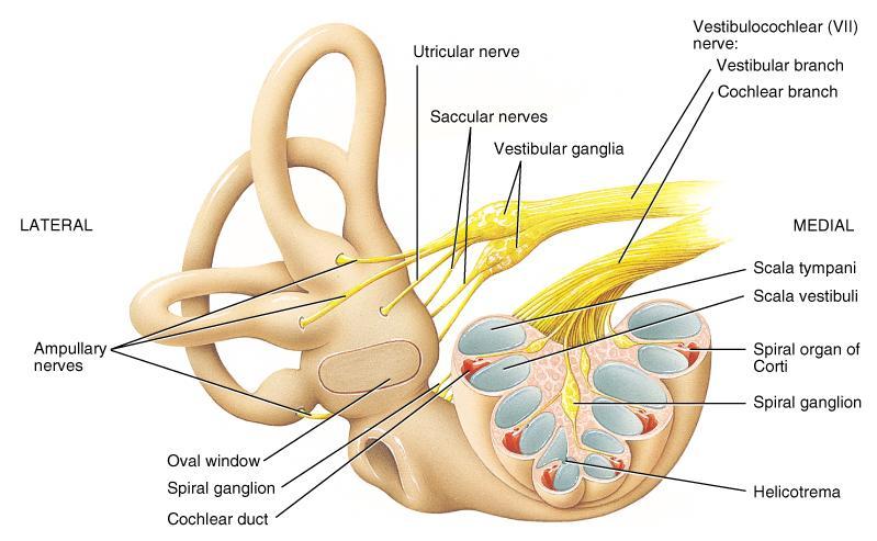 Cranial nerves of the Ear Region