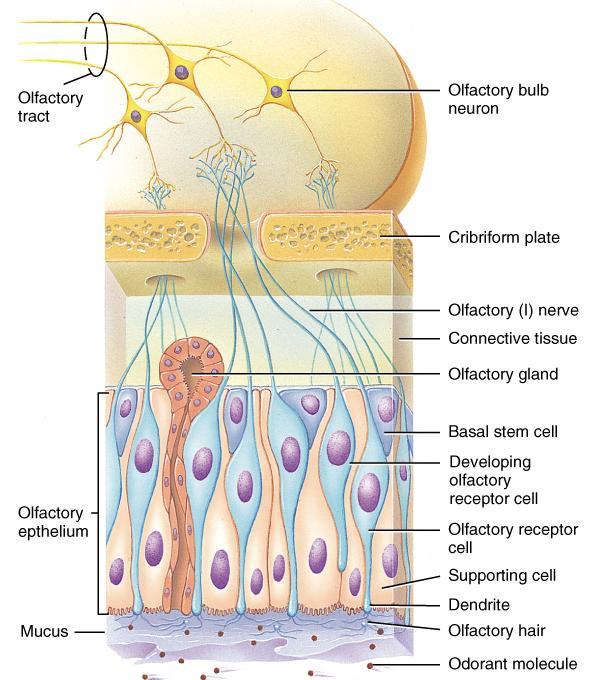 Olfaction: Sense of Smell Odorants bind to receptors Na+