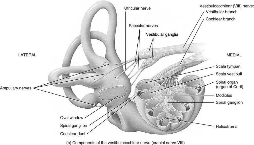 Inner Ear Labyrinth Cranial nerves of the Ear Region Carved out of temporal bone Fluid-filled membranous ducts Contain sensory receptors for Hearing cochlea