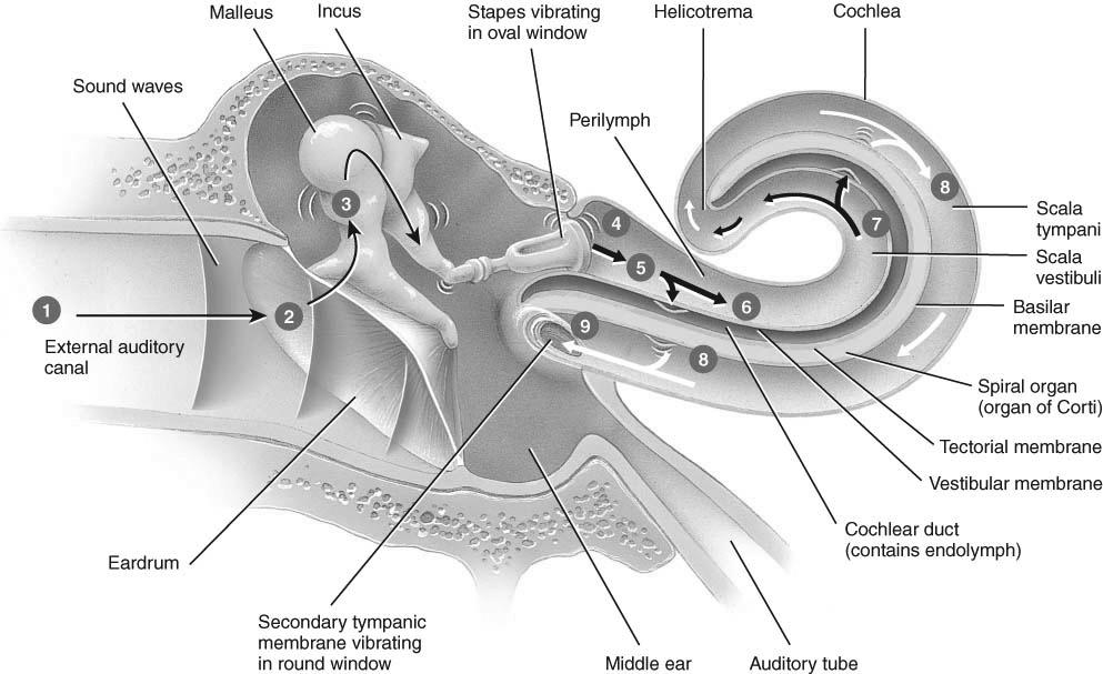Physiology of Hearing - Overview Auricle collects sound waves Eardrum vibrates Ossicles vibrate Stapes pushes on oval window producing fluid pressure waves