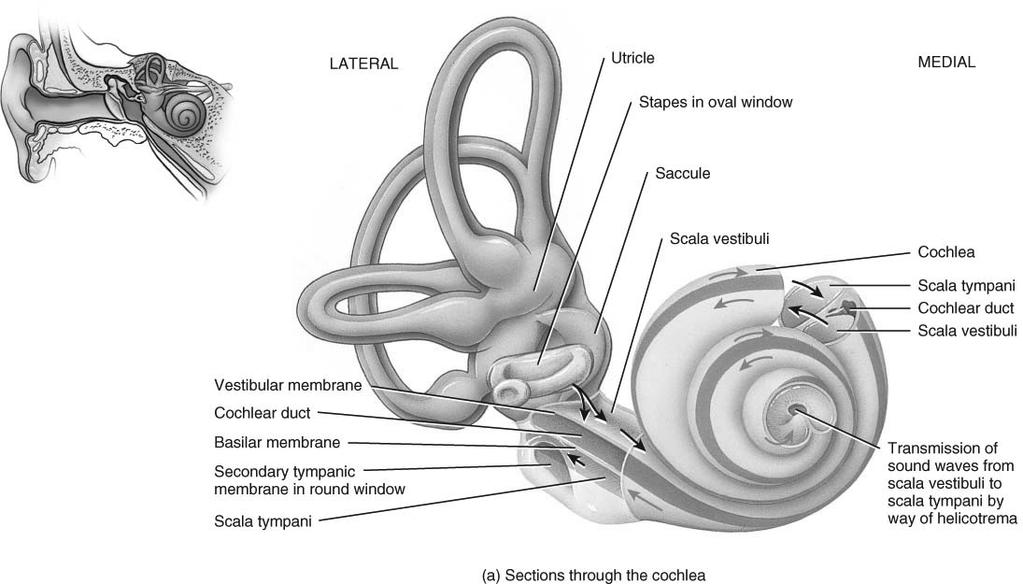 Cochlear Anatomy Zoom Out Cochlear Anatomy Zoom In 3 fluid filled channels found within the cochlea scala vestibuli, scala tympani and cochlear duct Vibration of the stapes