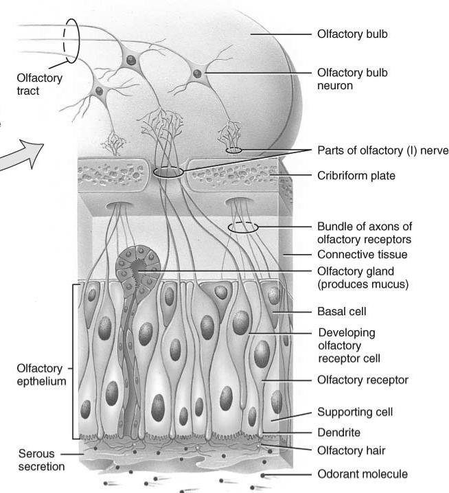 Cells of the Olfactory Membrane Olfactory receptors bipolar neurons with cilia (olfactory hairs) combine to form olfactory (I) nerve Basal cells = stem cells