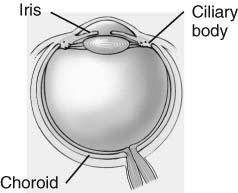 Vascular Tunic Choroid melanocytes & blood vessels provides nutrients to retina