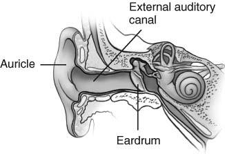 ceruminous glands produce cerumen = ear wax tympanic membrane or eardrum 33 34 Middle Ear Cavity Middle