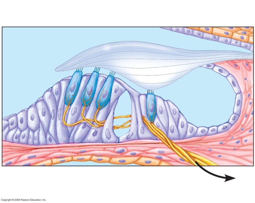 Hair cells Tectorial membrane Sensory