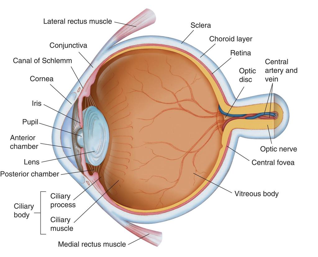 The eyeball and its