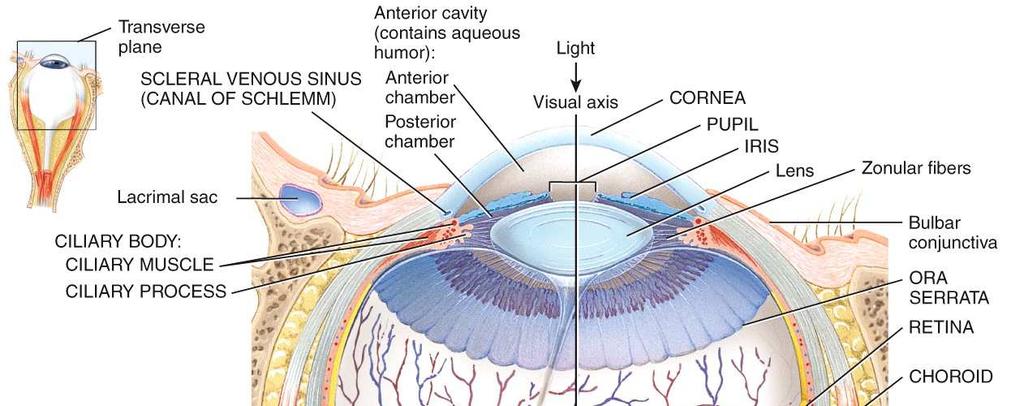 The iris (colored portion of the eyeball) controls the