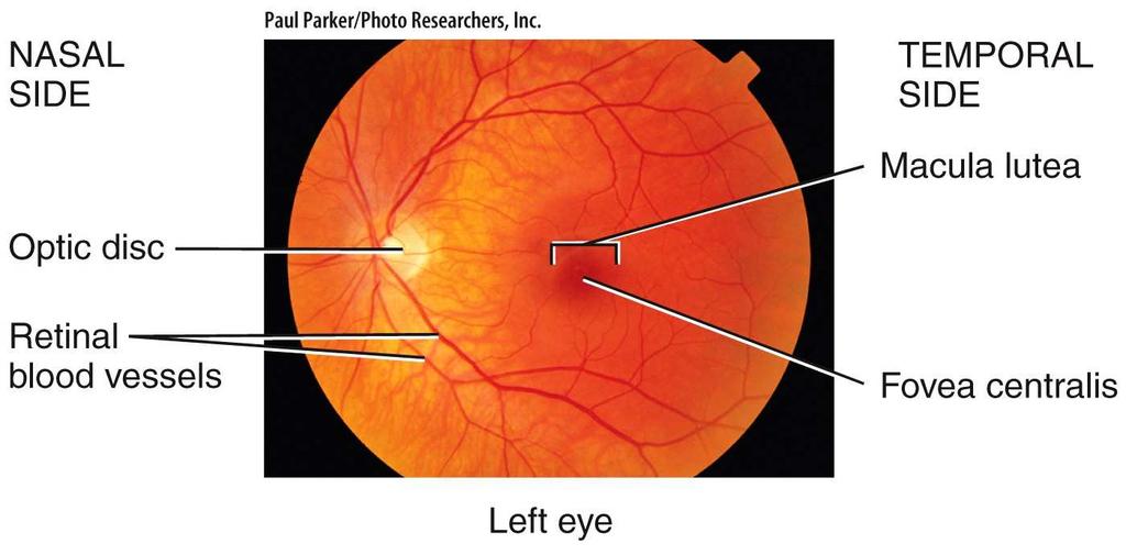 The retina contains sensors (photoreceptors) known
