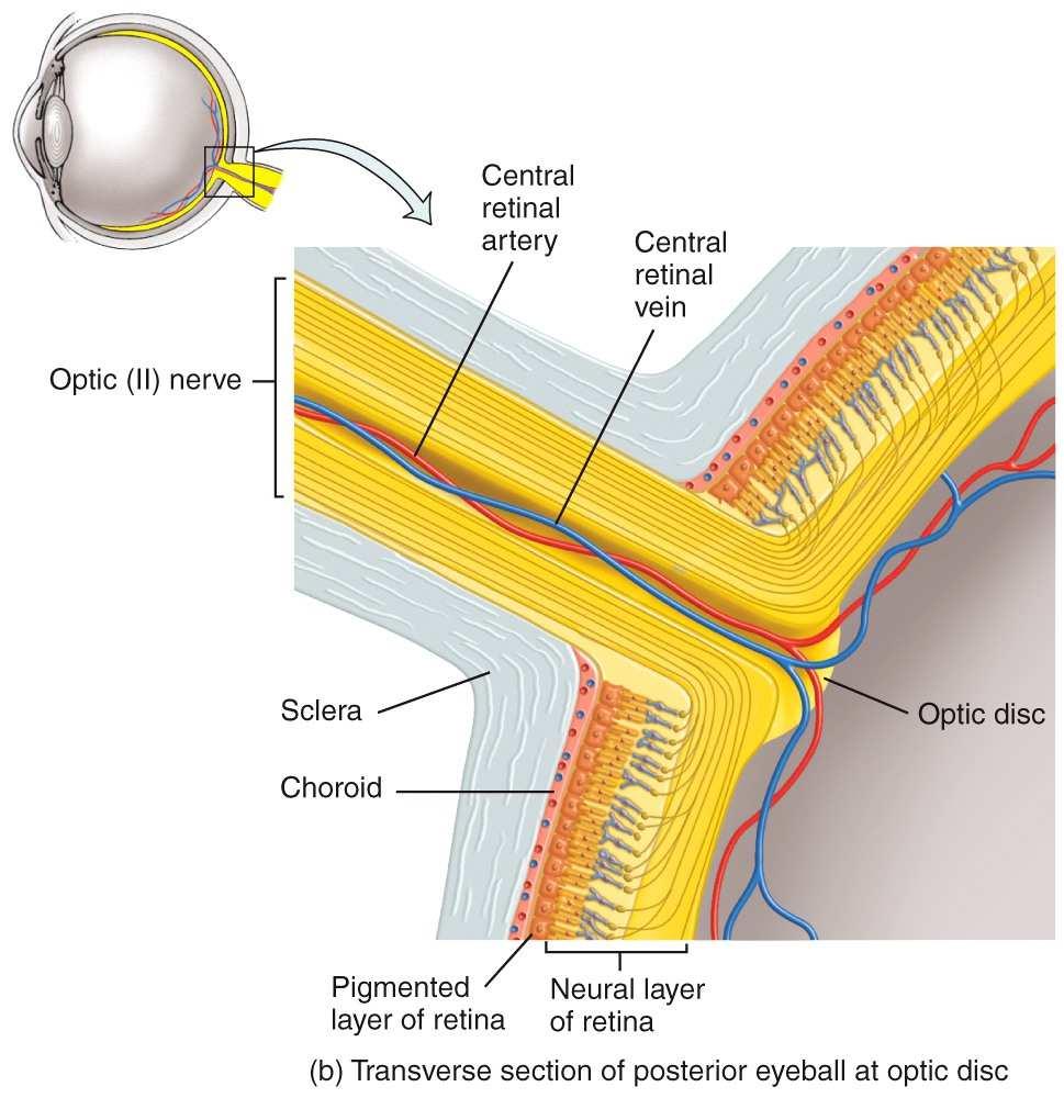 The eye is divided into an anterior chamber and a posterior chamber by the iris (colored portion of the eyeball).