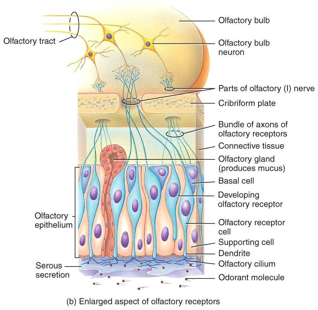 Olfaction: Sense of Smell There are 3 types of cells: 1. Olfactory receptor cells 2.