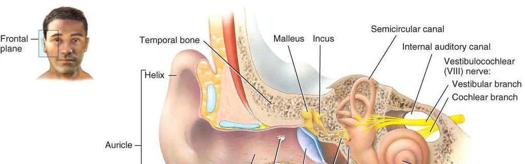 The external (outer) ear contains the auricle (pinna), external auditory canal and the tympanic membrane (eardrum).