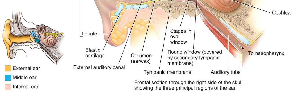 Ceruminous glands secrete cerumen (earwax) to protect the canal and eardrum The middle ear contains 3 auditory ossicles (smallest bones in the body).