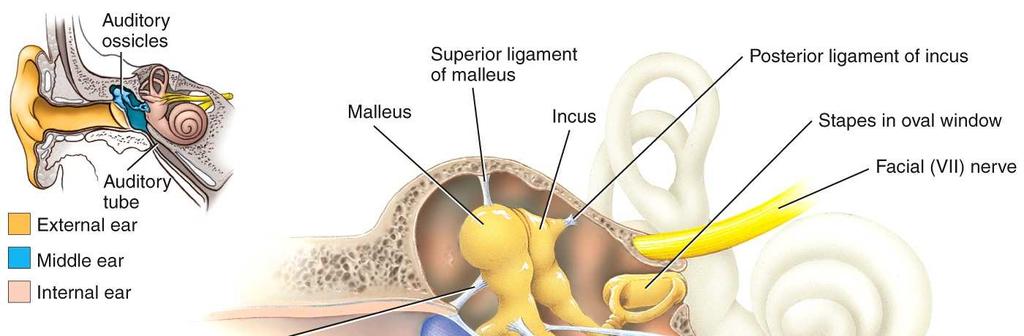 The internal (inner) ear