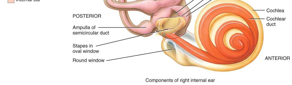 semicircular canals that work