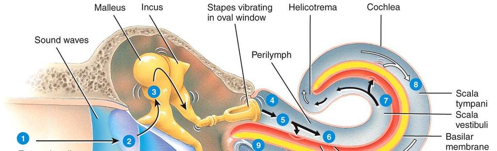 cochlear duct. The basilar membrane vibrates.