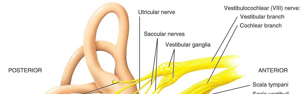 The cochlear nerve fibers form the cochlear branch of