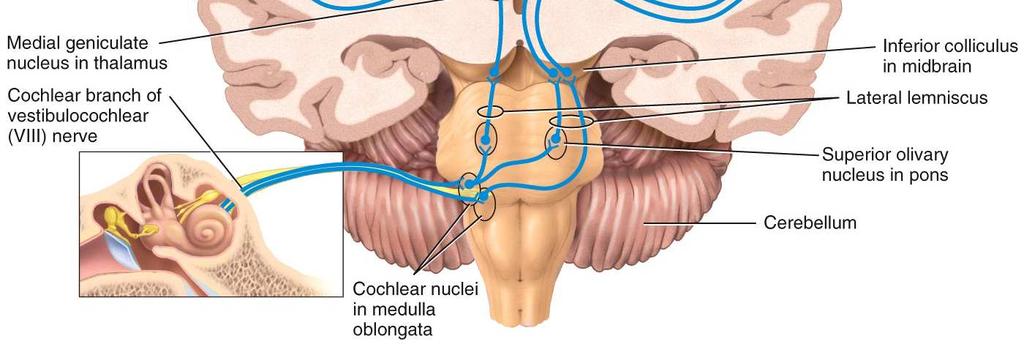 The impulses travel to the medial geniculate nucleus
