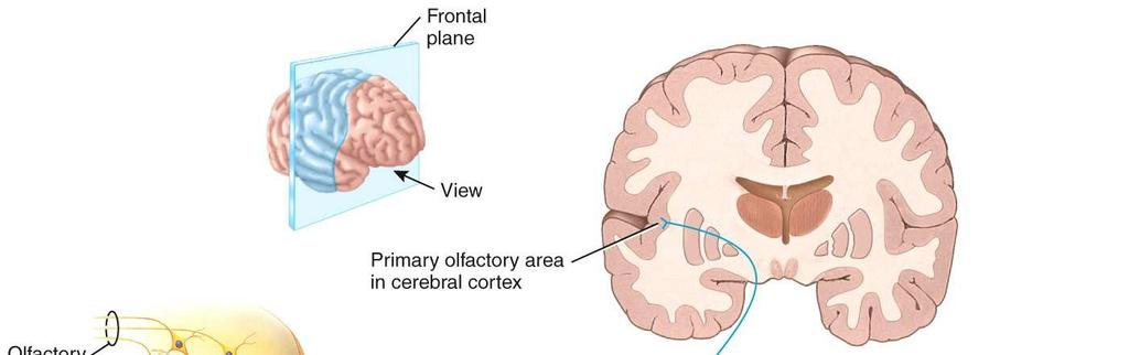 Olfaction: Sense of Smell Receptors in the nasal mucosa send impulses along branches of olfactory (I) nerve.