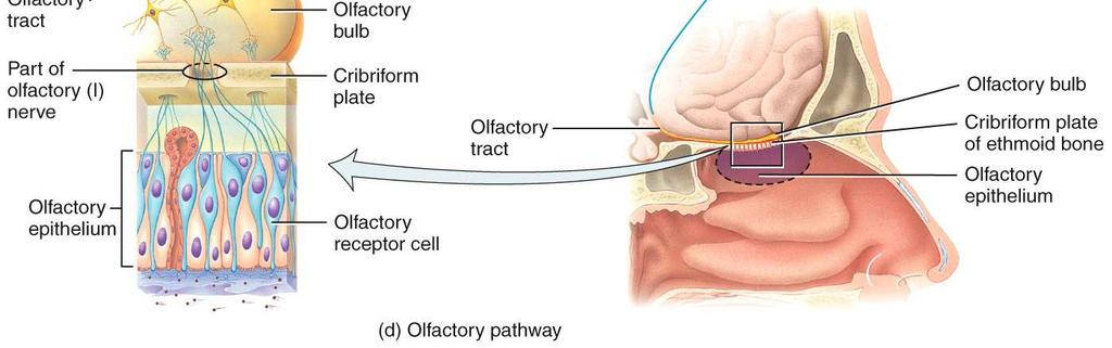 cerebral cortex (temporal lobe) Olfaction: Sense of Smell Olfaction: Sense of Smell Olfactory transduction: binding of an odorant molecule to an olfactory