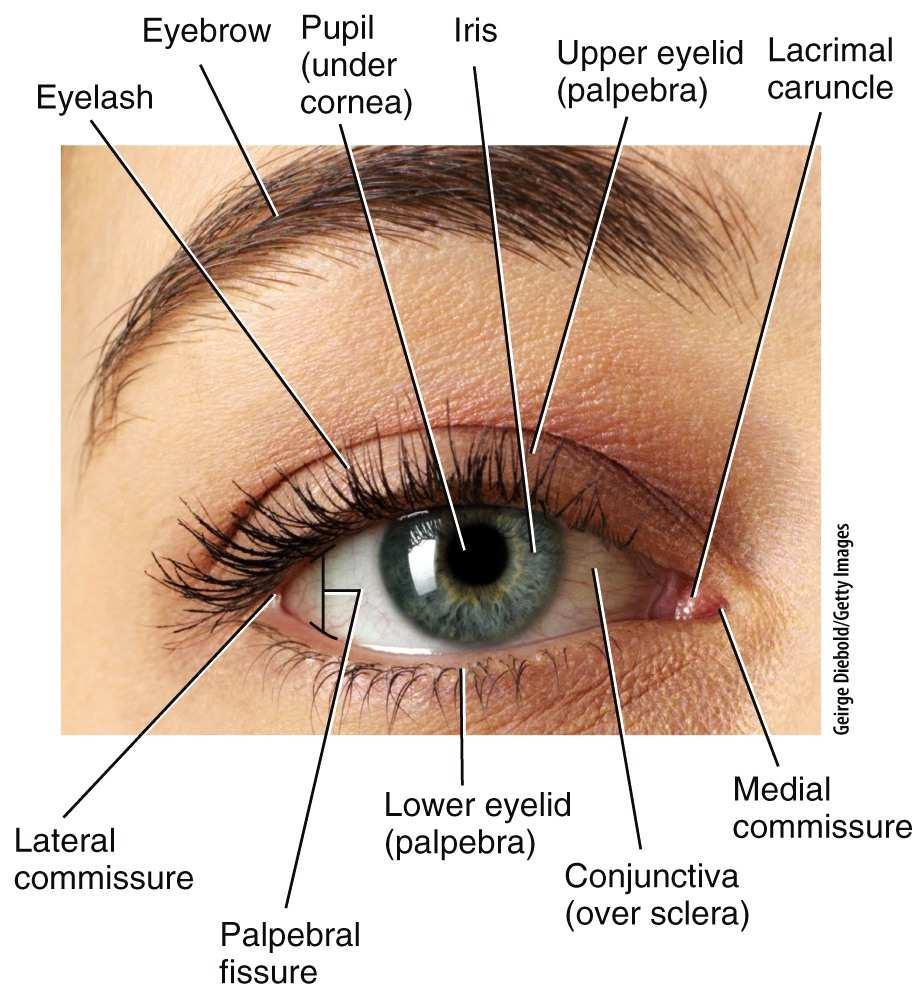 Accessory structures of the eyes include the eyelids,