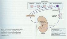 ERYTHROPOIETIN Mechanism of Action! Multiple cytoplasmic & nuclear proteins phosphorylated via JAK-STAT pathways!