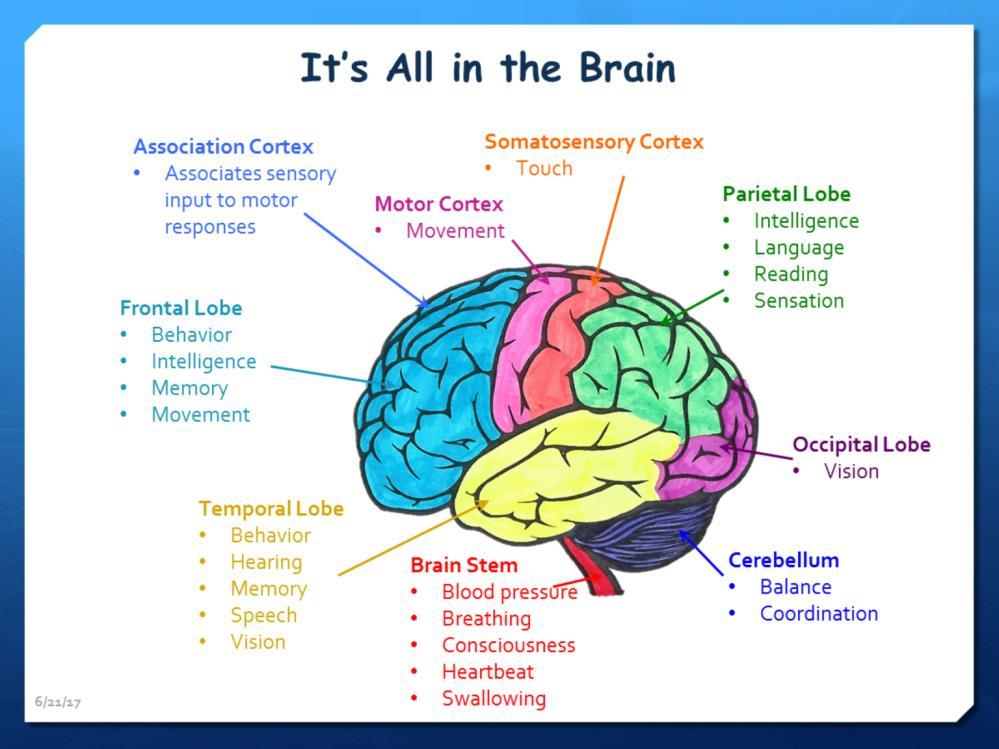 This is where it all begins in our amazing brains. Everything we do and everything we are is encompassed within this complex muscle.
