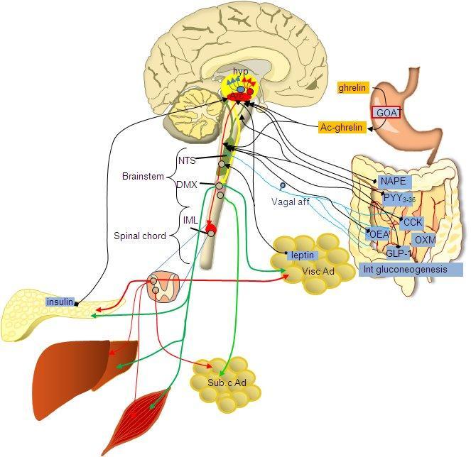 Hypothalamus is crucial for appetite regulation.