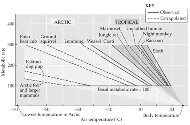 Figure 10.41: Mammalian physiological specialization to different climates Temporal heterotherms 1. Undergo prolonged changes in body temperature A.