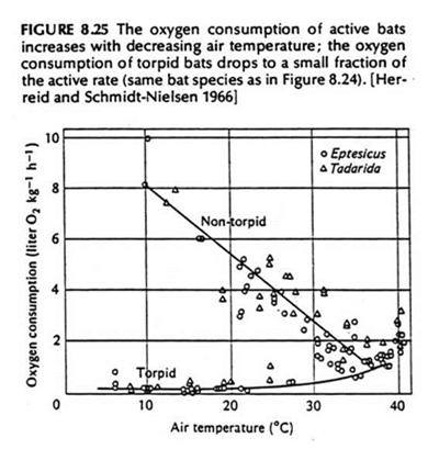 Figure 10.42 Changes in body temperature during hibernation Thermal adaptation: Hibernation 1. Induced by duration of light associated with time of year which influences hormonal cycles. 2.