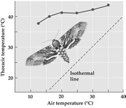 45) Heat Production in Insects Prior to Flight 1. Three mechanisms A. Carbohydrate metabolism within flight muscles B.